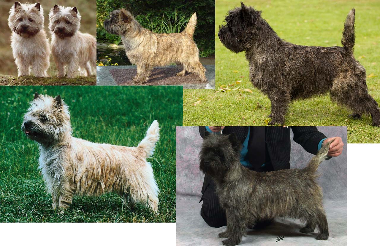 Mod The Sims - Cairn Terriers