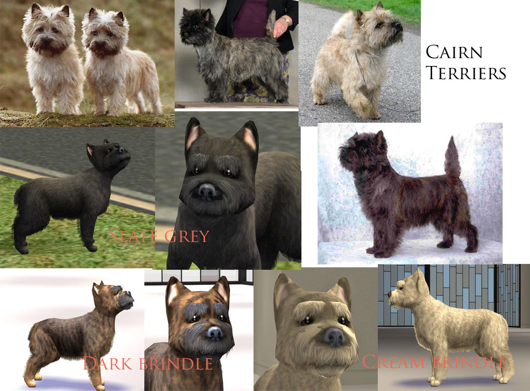 Mod The Sims - The Ultimate Terrier Collection (Part 2)