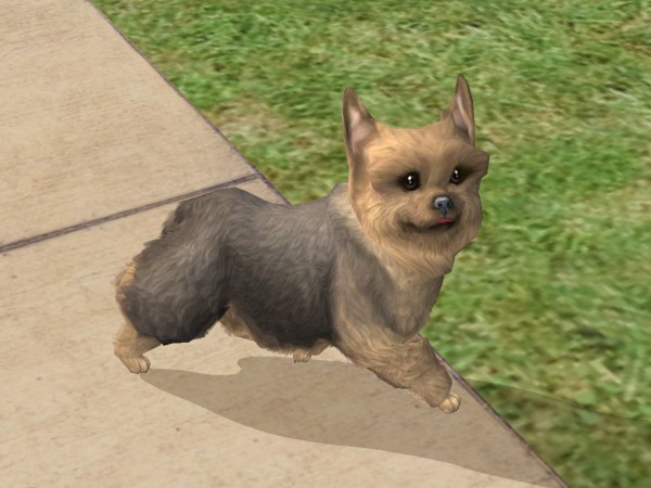 Mod The Sims - Yorkshire Terrier