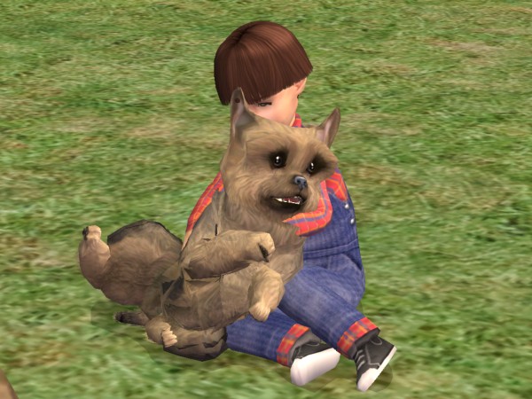 Mod The Sims - Yorkshire Terrier