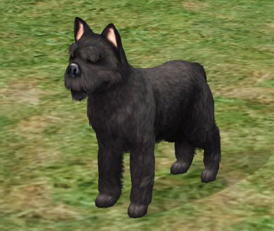 Mod The Sims - Cairn Terrier Westies in Toto Black, Golden ...