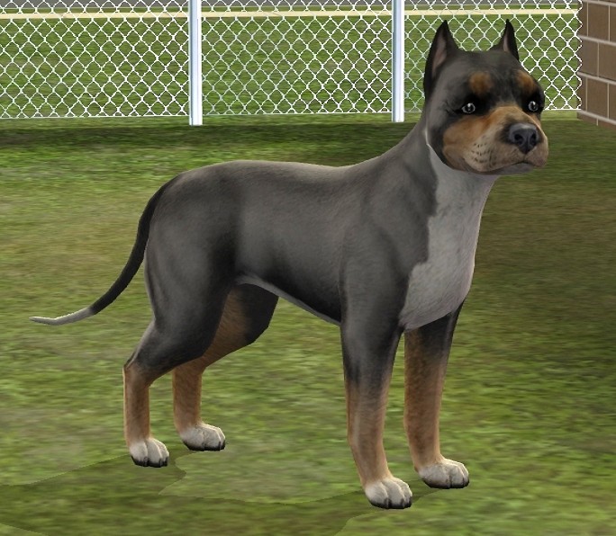 Mod The Sims 6 Redesigned Pitbulls
