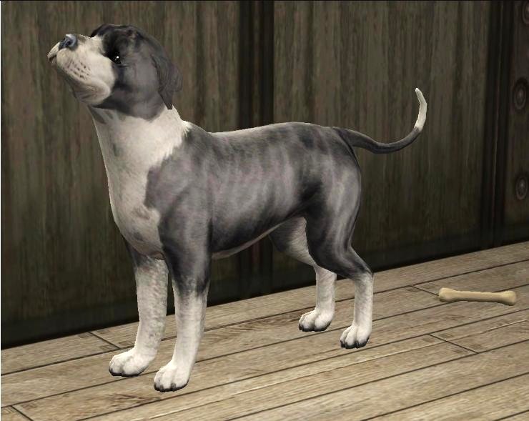 Mod The Sims Blue Brindle Staffordshire Bull Terrier