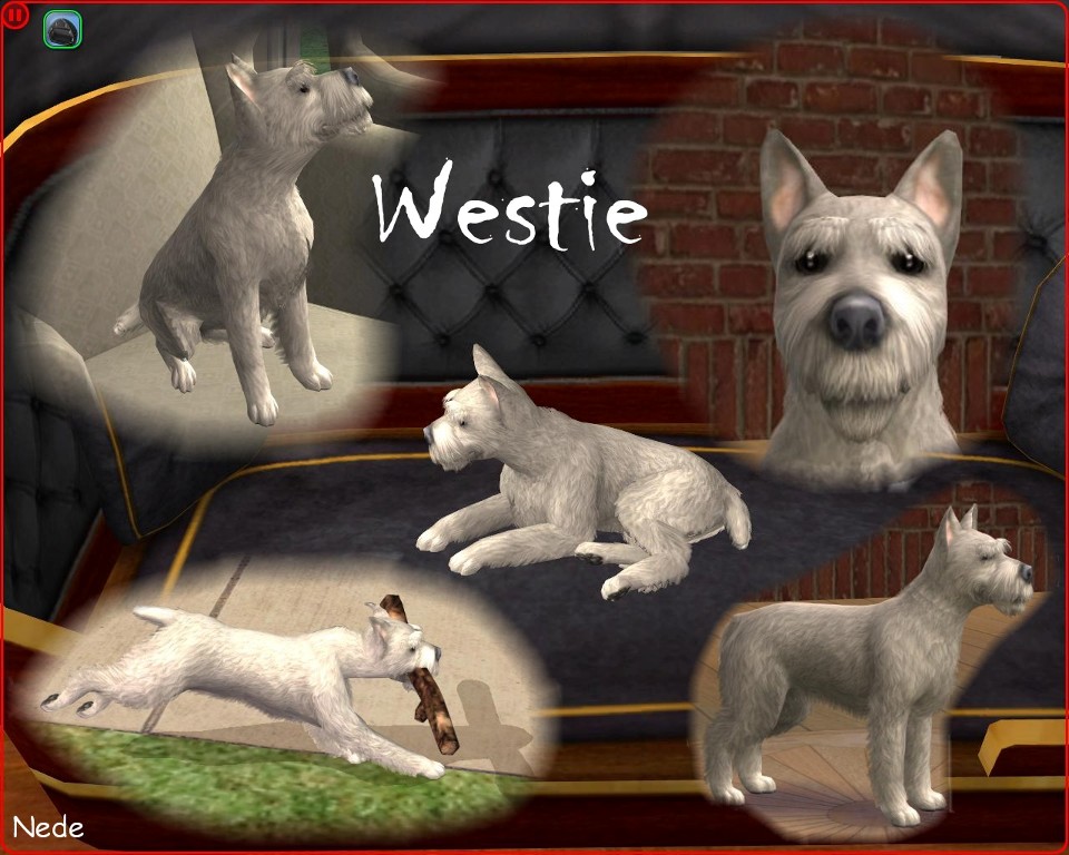 Mod The Sims - Lovely west highland terrier (westie)