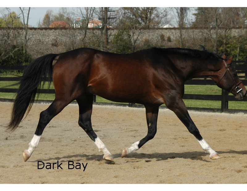 dark bay horse coloring pages - photo #18