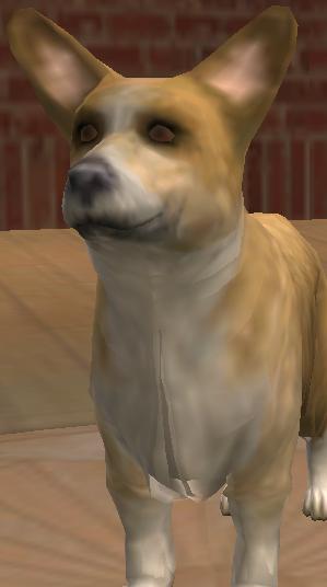 Hairless corgi clearance