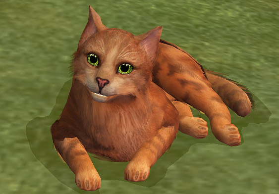 Warriors Firestar 