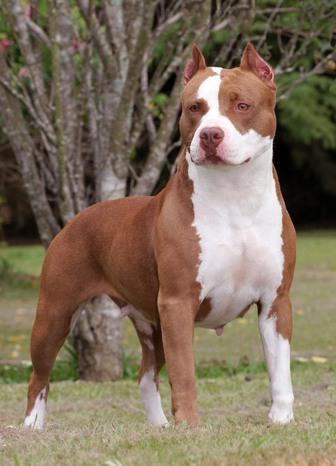 Red shop pitbull terrier