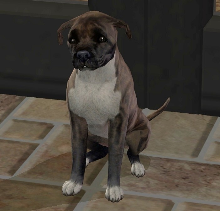 Mod The Sims 3 Staffordshire Bull Terrier Pups