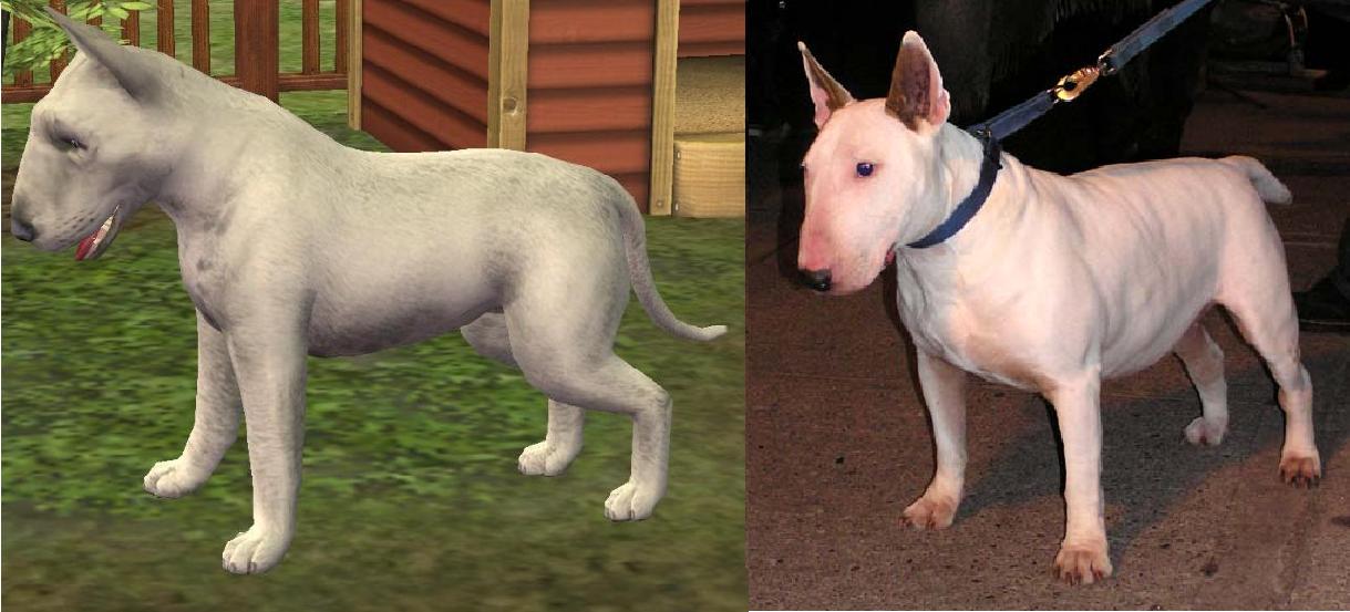 Mod The Sims 4 Bull Terriers