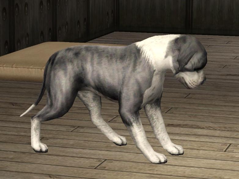 Son Lo Mismo American Staffordshire Terrier Y Pitbull