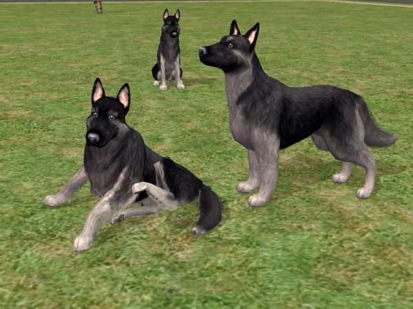 Black and gray german shepherd clearance