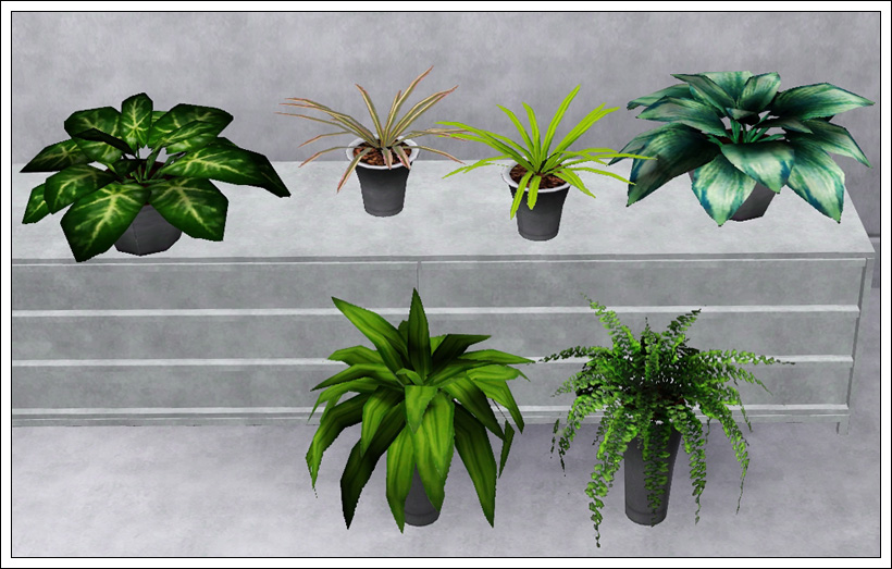 dracaena janet Dracaena Janet Craig – THE GARDEN CENTRE