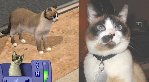 Mod The Sims The Snowshoe Cat